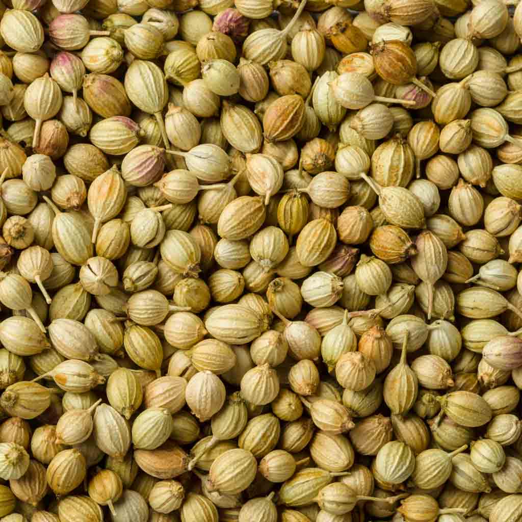 Coriander (Raw/Powder)