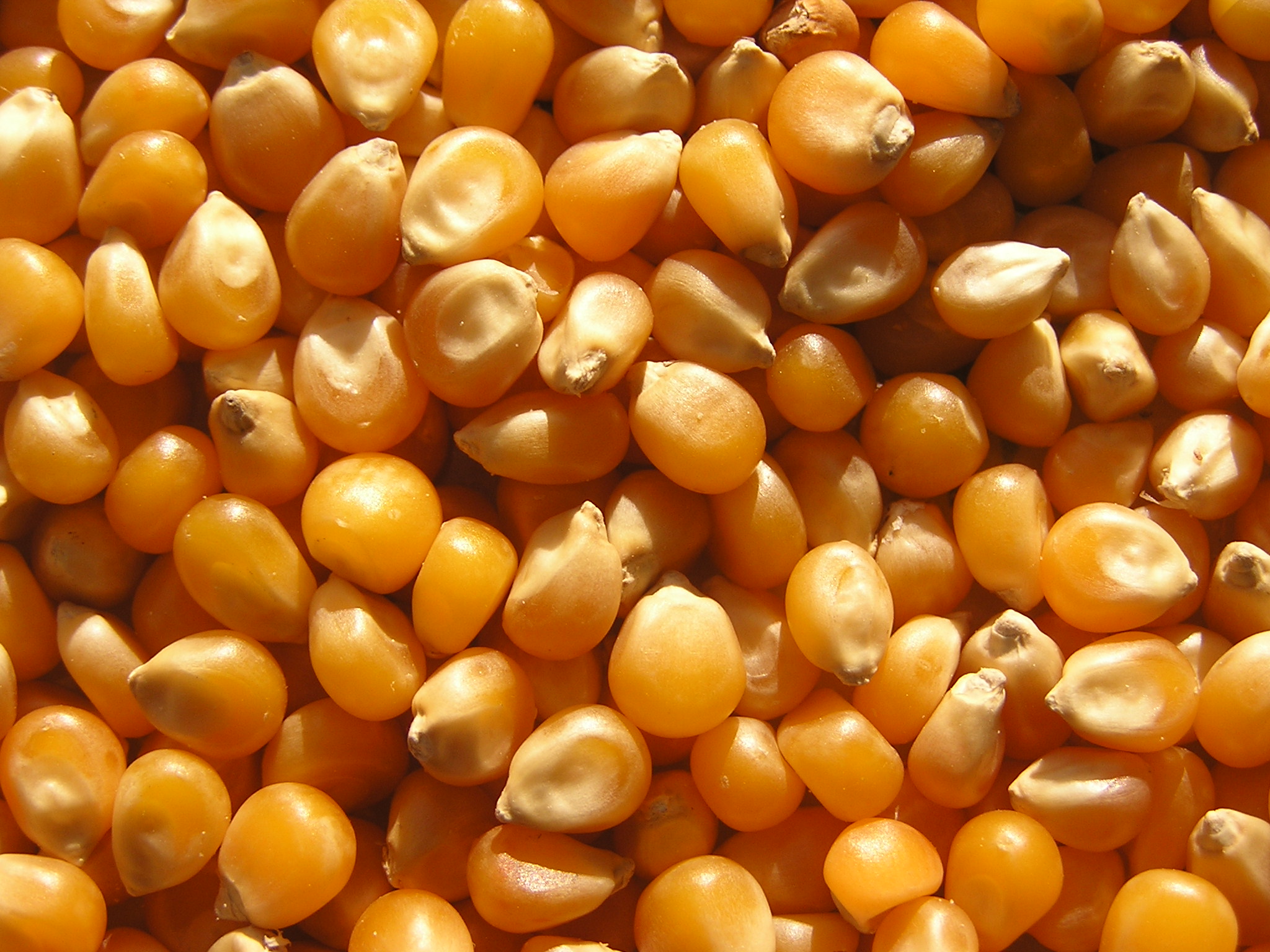Maize (Cereals)
