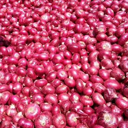 Red onion